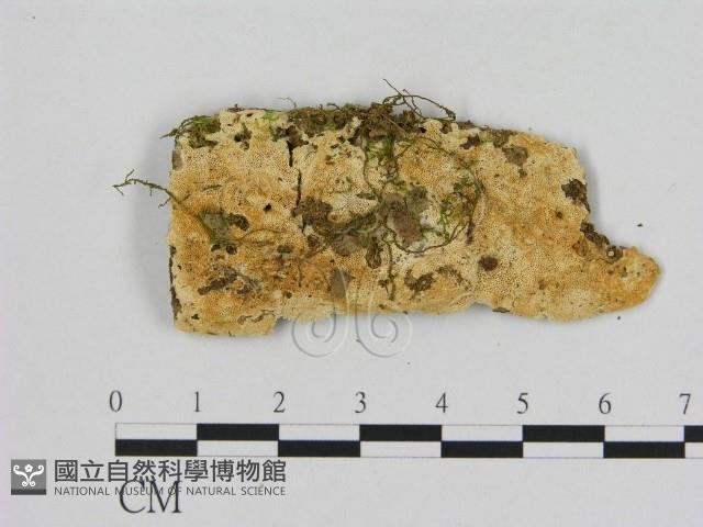 登錄號:F0006516藏品圖，第1張