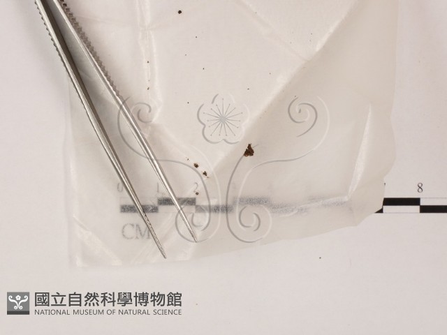 登錄號:F0016516藏品圖，第1張