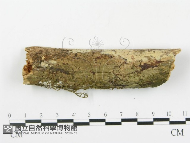 登錄號:F0001516藏品圖，第1張