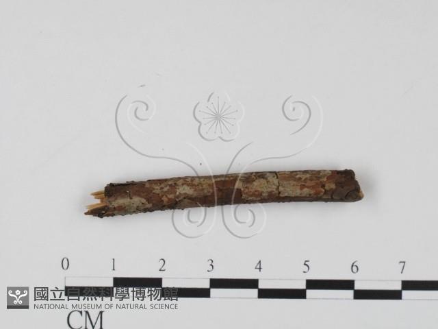 登錄號:F0011516藏品圖，第1張