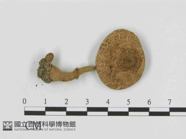 登錄號:F0014516藏品圖，第1張