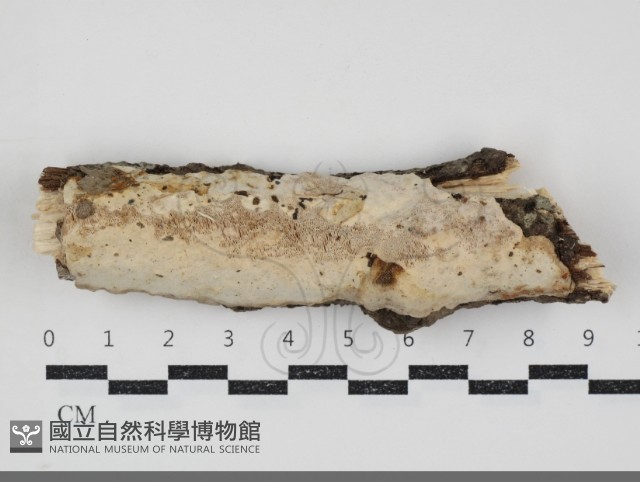 登錄號:F0034516藏品圖，第1張
