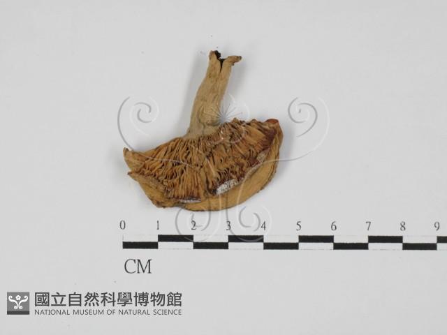 登錄號:F0027516藏品圖，第1張