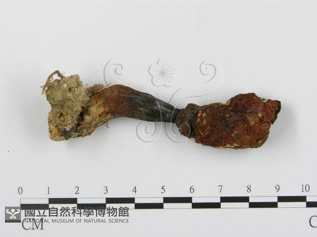 登錄號:F0007516藏品圖，第1張