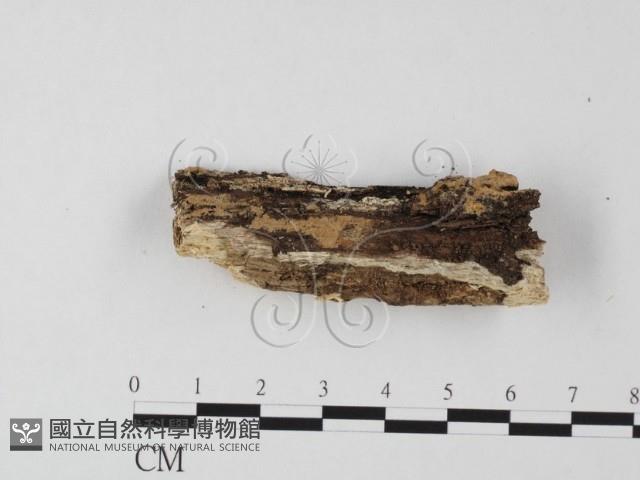 登錄號:F0025516藏品圖，第1張