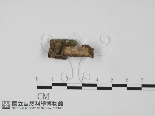 韌革菌屬藏品圖，第1張