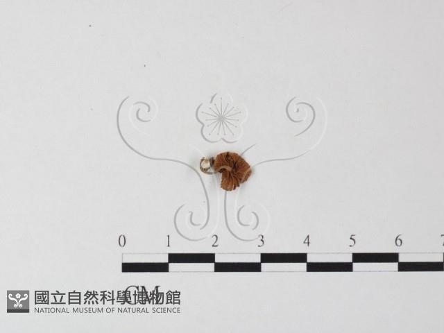 登錄號:F0023516藏品圖，第1張
