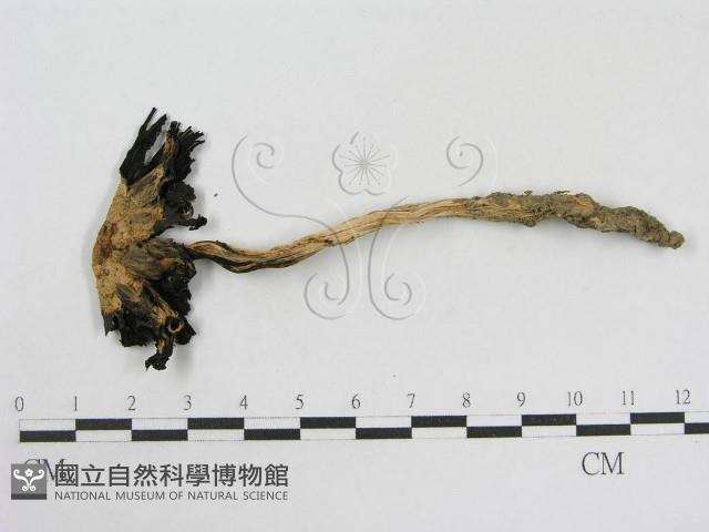 登錄號:F0003516藏品圖，第1張