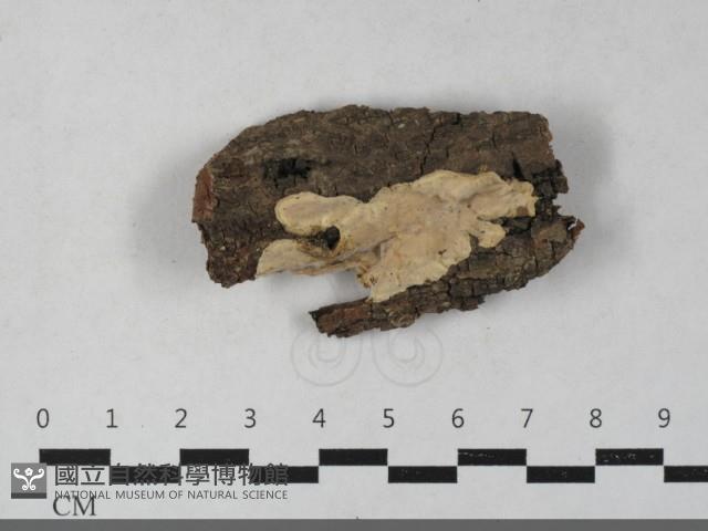 登錄號:F0033516藏品圖，第1張