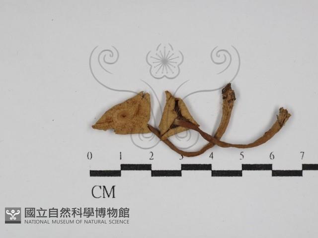 登錄號:F0026116藏品圖，第1張