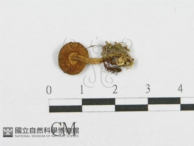登錄號:F0011116藏品圖，第1張