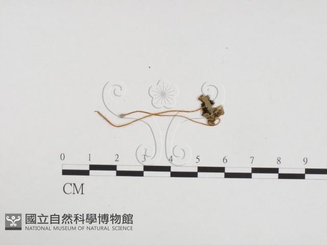 登錄號:F0024116藏品圖，第1張