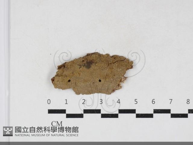 刺革菌屬藏品圖，第1張