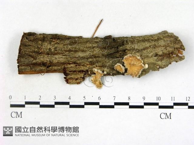 登錄號:F0022116藏品圖，第1張