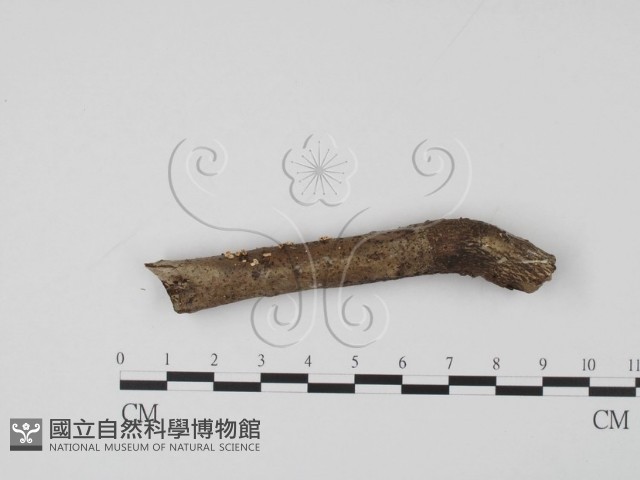 登錄號:F0002116藏品圖，第1張