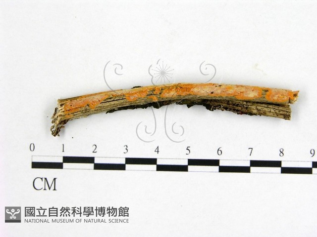 登錄號:F0012116藏品圖，第1張