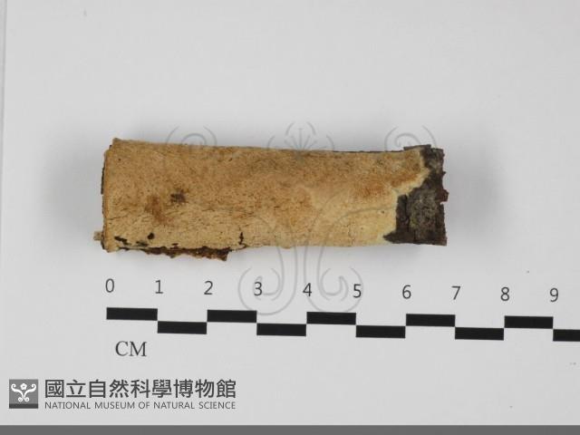 登錄號:F0032116藏品圖，第1張
