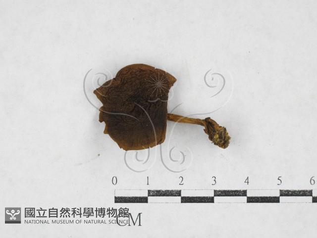 登錄號:F0027116藏品圖，第1張