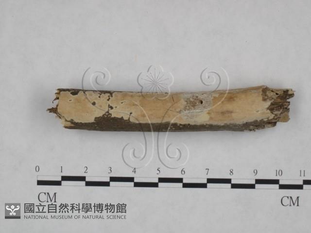 顯絲菌屬藏品圖，第1張