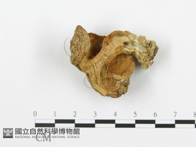 登錄號:F0020016藏品圖，第1張
