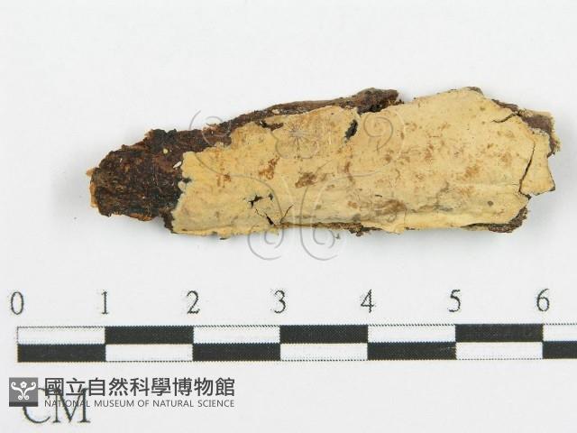 登錄號:F0010016藏品圖，第1張