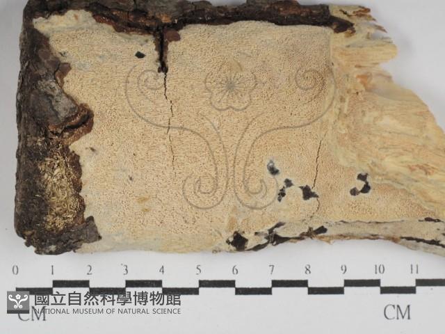 登錄號:F0030016藏品圖，第1張