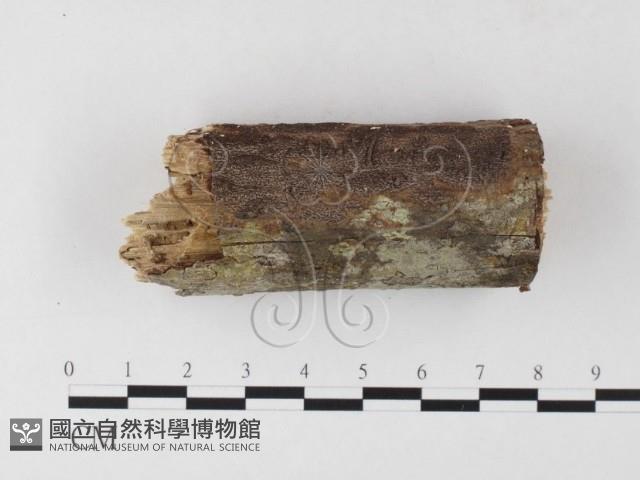 登錄號:F0026016藏品圖，第1張