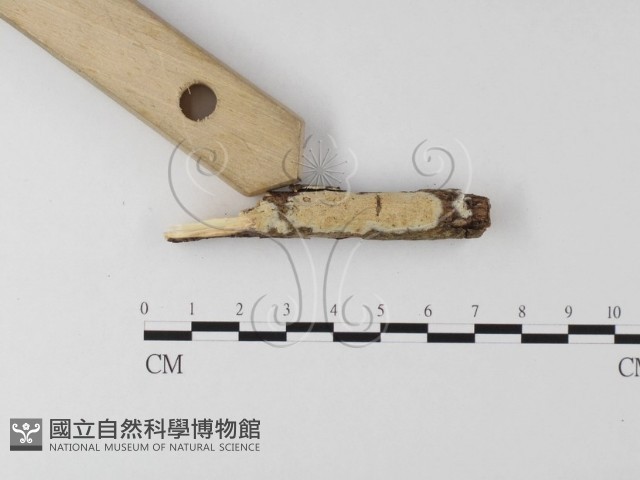 登錄號:F0021016藏品圖，第1張