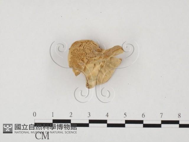 登錄號:F0024016藏品圖，第1張