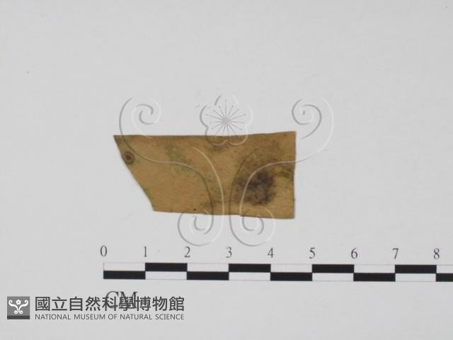 登錄號:F0022016藏品圖，第1張