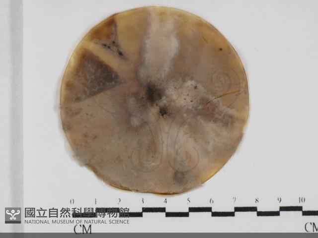 登錄號:F0032016藏品圖，第1張