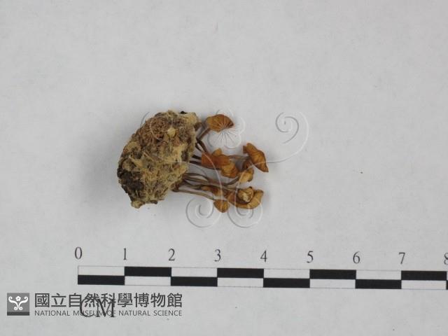 登錄號:F0025016藏品圖，第1張