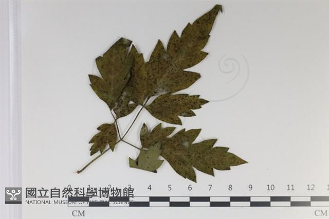 登錄號:F0035016藏品圖，第1張