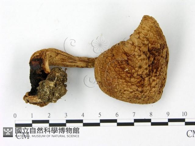 登錄號:F0023016藏品圖，第1張