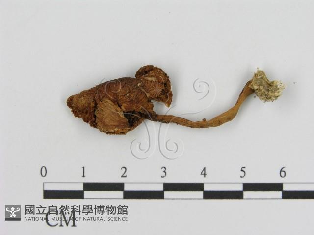 登錄號:F0013016藏品圖，第1張