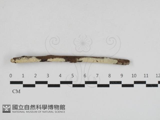 登錄號:F0033016藏品圖，第1張