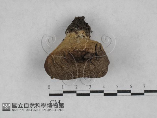 登錄號:F0028316藏品圖，第1張