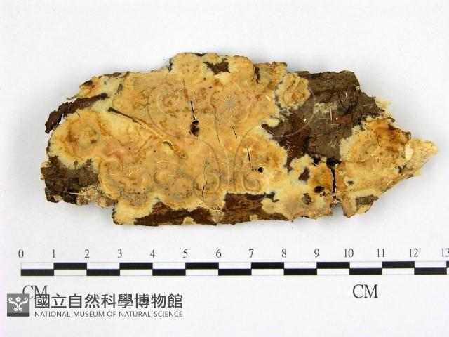 顯絲菌屬藏品圖，第1張