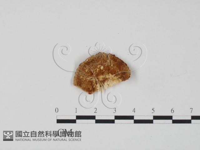 登錄號:F0006316藏品圖，第1張