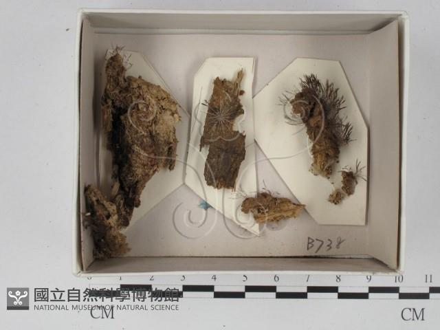 登錄號:F0021316藏品圖，第1張