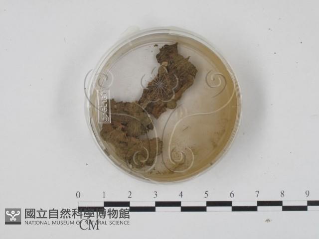 登錄號:F0001316藏品圖，第1張