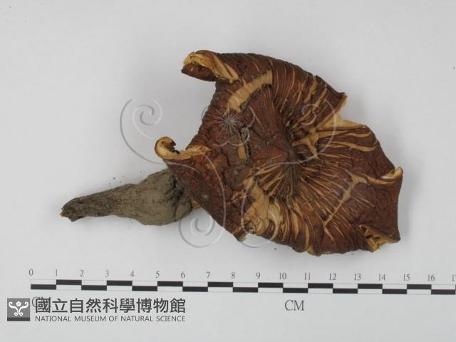 登錄號:F0014316藏品圖，第1張