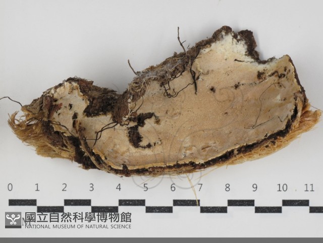 登錄號:F0034316藏品圖，第1張