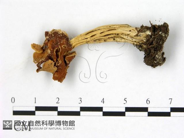 登錄號:F0022316藏品圖，第1張