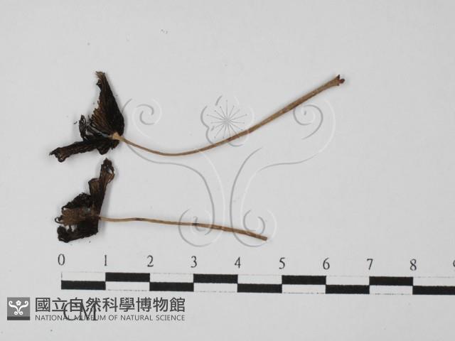 鬼傘屬藏品圖，第1張