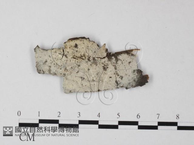 剛毛絲皮菌藏品圖，第1張