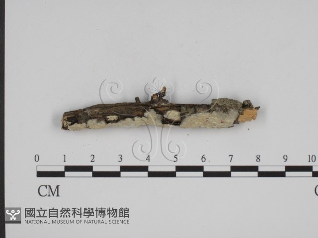 叉絲革菌屬藏品圖，第1張