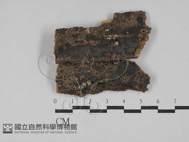 小菇屬藏品圖，第1張