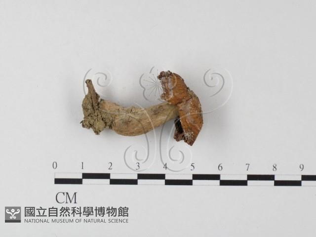登錄號:F0023316藏品圖，第1張