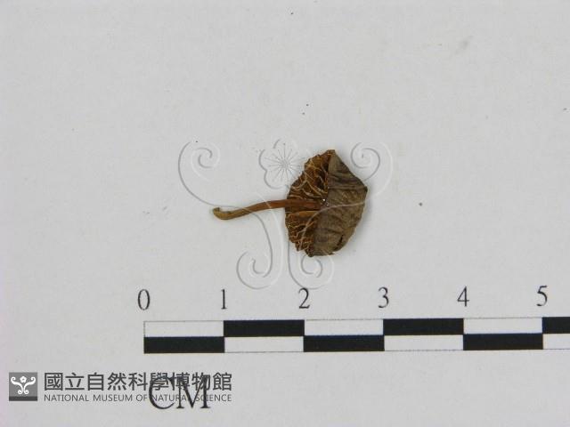 小菇屬藏品圖，第1張